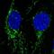 Neuroligin 2 antibody, NBP2-56665, Novus Biologicals, Immunofluorescence image 