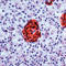 Enolase 2 antibody, ADI-905-494-1, Enzo Life Sciences, Immunohistochemistry paraffin image 
