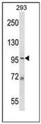 DNA replication licensing factor MCM6 antibody, AP52640PU-N, Origene, Western Blot image 