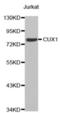 CASP antibody, orb376318, Biorbyt, Western Blot image 