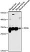 Serine dehydratase-like antibody, LS-C750523, Lifespan Biosciences, Western Blot image 