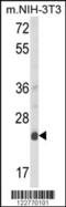 Derlin 1 antibody, 63-625, ProSci, Western Blot image 