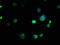 ER Membrane Protein Complex Subunit 8 antibody, LS-C375497, Lifespan Biosciences, Immunofluorescence image 