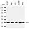 Nucleolysin TIA-1 antibody, orb137991, Biorbyt, Western Blot image 