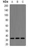 Serine And Arginine Rich Splicing Factor 1 antibody, orb340769, Biorbyt, Western Blot image 