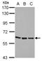 Zinc Finger Protein 350 antibody, NBP2-21000, Novus Biologicals, Western Blot image 