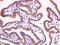 15-Hydroxyprostaglandin Dehydrogenase antibody, orb100318, Biorbyt, Immunohistochemistry paraffin image 