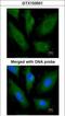 SCY1 Like Pseudokinase 3 antibody, GTX103501, GeneTex, Immunofluorescence image 