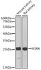 Methionine Sulfoxide Reductase A antibody, LS-C747569, Lifespan Biosciences, Western Blot image 