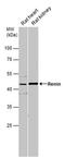 Renin antibody, PA5-21690, Invitrogen Antibodies, Western Blot image 