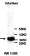 Prostaglandin F synthase antibody, orb77033, Biorbyt, Western Blot image 