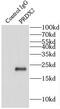 Peroxiredoxin 2 antibody, FNab06319, FineTest, Immunoprecipitation image 