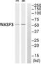 WASP Family Member 3 antibody, TA315109, Origene, Western Blot image 