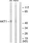 Akt antibody, TA313256, Origene, Western Blot image 