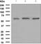 YY1 Transcription Factor antibody, ab109237, Abcam, Western Blot image 