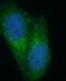 STAT3 antibody, FNab08300, FineTest, Immunofluorescence image 