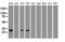 NOGG antibody, GTX84022, GeneTex, Western Blot image 