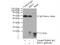 Ring-Box 1 antibody, 14895-1-AP, Proteintech Group, Immunoprecipitation image 