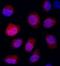 DNA damage-inducible transcript 4 protein antibody, A302-169A, Bethyl Labs, Immunocytochemistry image 