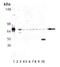 Heat shock 70 kDa protein antibody, MBS565343, MyBioSource, Western Blot image 