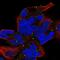 Zinc Finger Protein 530 antibody, HPA045868, Atlas Antibodies, Immunofluorescence image 