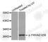 14-3-3 protein zeta/delta antibody, AP0195, ABclonal Technology, Western Blot image 