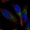 Psychosine receptor antibody, HPA054454, Atlas Antibodies, Immunofluorescence image 