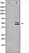 SHC-transforming protein 1 antibody, orb99350, Biorbyt, Western Blot image 