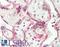 Lysine Demethylase 7A antibody, LS-B13745, Lifespan Biosciences, Immunohistochemistry paraffin image 