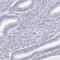 Insulin-like 3 antibody, HPA028615, Atlas Antibodies, Immunohistochemistry frozen image 