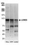 LEM Domain Containing 3 antibody, A305-251A, Bethyl Labs, Western Blot image 