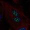 Protein FAM107A antibody, PA5-63200, Invitrogen Antibodies, Immunofluorescence image 