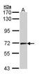 Cyclin T2 antibody, TA307981, Origene, Western Blot image 