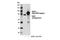 Negative Regulator Of Ubiquitin Like Proteins 1 antibody, 14810S, Cell Signaling Technology, Western Blot image 