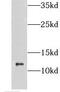 COX assembly mitochondrial protein homolog antibody, FNab01785, FineTest, Western Blot image 