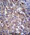 X-linked retinitis pigmentosa GTPase regulator antibody, abx026667, Abbexa, Immunohistochemistry paraffin image 