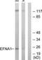 Ephrin A1 antibody, TA312551, Origene, Western Blot image 