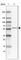 Family With Sequence Similarity 189 Member A1 antibody, HPA010637, Atlas Antibodies, Western Blot image 