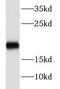 NBL1, DAN Family BMP Antagonist antibody, FNab05566, FineTest, Western Blot image 