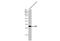 Myelin Protein Zero antibody, GTX132954, GeneTex, Western Blot image 
