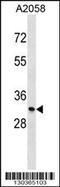 Monoglyceride Lipase antibody, 58-776, ProSci, Western Blot image 