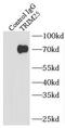 Tripartite Motif Containing 25 antibody, FNab08976, FineTest, Immunoprecipitation image 