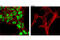 Nanog Homeobox antibody, 8822T, Cell Signaling Technology, Immunocytochemistry image 