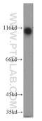 Potassium/sodium hyperpolarization-activated cyclic nucleotide-gated channel 2 antibody, 55245-1-AP, Proteintech Group, Western Blot image 