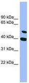 SMU1 DNA Replication Regulator And Spliceosomal Factor antibody, TA344901, Origene, Western Blot image 