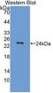 CutA Divalent Cation Tolerance Homolog antibody, LS-C373689, Lifespan Biosciences, Western Blot image 