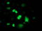 FLYWCH Family Member 2 antibody, TA502742, Origene, Immunofluorescence image 