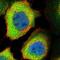 Protein phosphatase 1L antibody, HPA019953, Atlas Antibodies, Immunofluorescence image 