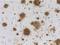 beta-Amyloid, 17-24 antibody, 800712, BioLegend, Immunohistochemistry frozen image 