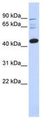 Zinc finger protein DPF3 antibody, TA335655, Origene, Western Blot image 